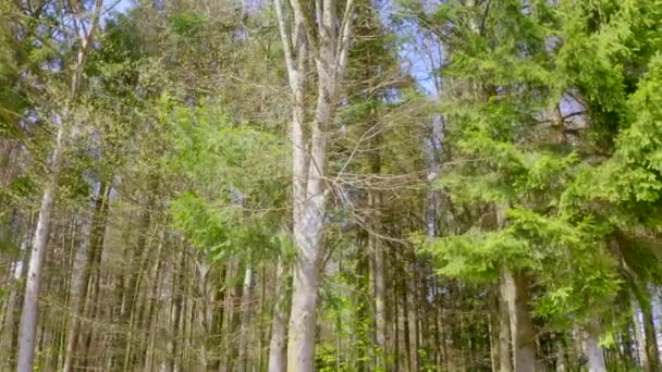 Vista Natural Asombrosa Los Bosques Verdes Durante Día — Vídeos de Stock