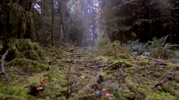 Incredibile Vista Naturale Della Foresta Verde Con Fogliame Lussureggiante — Video Stock