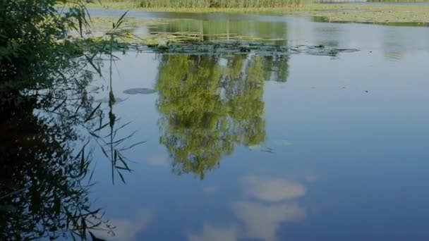 Peisaj Frumos Lac Calm Vegetație Verde Luxuriantă Ziua Însorită — Videoclip de stoc