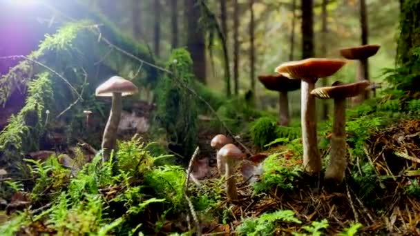 Vista Perdedora Cogumelos Floresta — Vídeo de Stock
