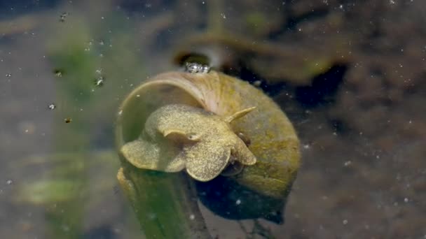 Крупный План Улитки Спокойной Воде — стоковое видео