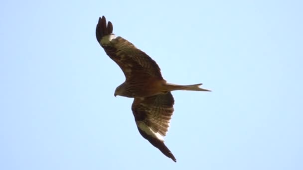 vue à angle bas du majestueux Milvus Milvus oiseau volant dans un ciel bleu clair