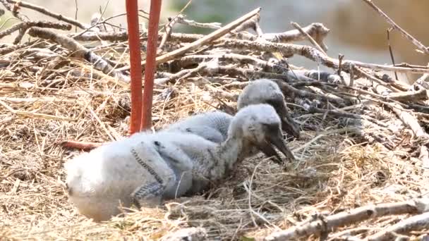 vue rapprochée d'adorables cigognes au nid au printemps 