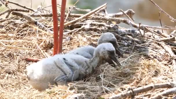 Lkbaharda Yuvadaki Sevimli Leyleklerin Yakın Görüntüsü — Stok video