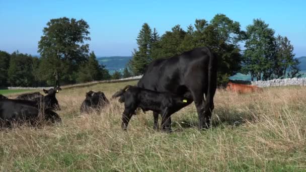 Kudde Koeien Zomerweiden Het Platteland — Stockvideo