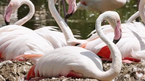 Bliska Widok Piękne Majestatyczne Różowe Flamingi Pobliżu Wody Dzikiej Przyrody — Wideo stockowe