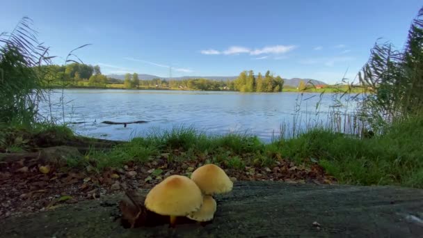 Cogumelos Que Crescem Floresta Perto — Vídeo de Stock