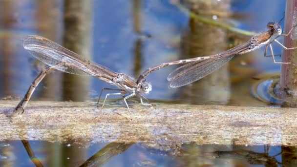 Close Zicht Libelle Zijn Habitat — Stockvideo