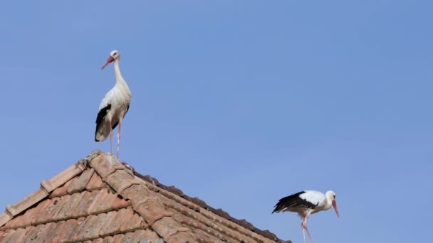 Scenic View Storks Selective Focus — Stock Video