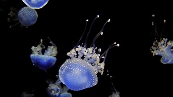 Rhizostoma Pulmo Jellyfish Dark Background — Stock Video