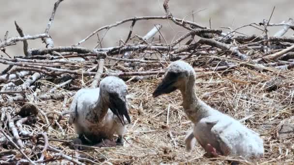 Vista Ravvicinata Adorabili Cicogne Nel Nido Primavera — Video Stock