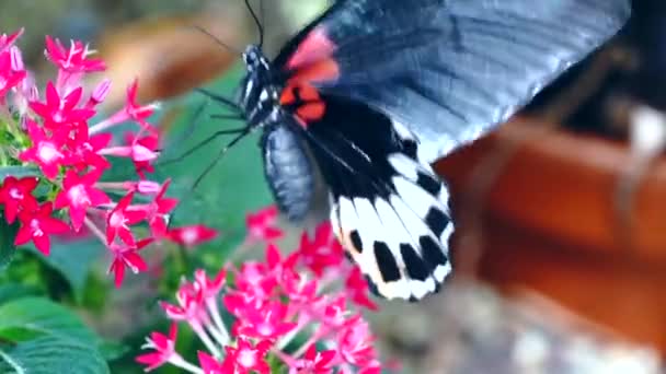 Mariposa Una Flor — Vídeo de stock