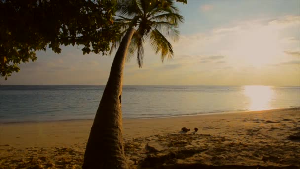迷人的海景 沙滩上有棕榈树 日落时还有平静的大海 — 图库视频影像