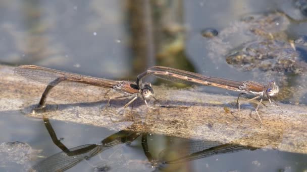 vue rapprochée de la libellule dans son habitat 