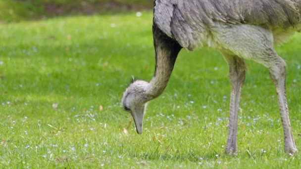 Belle Émeu Mangeant Herbe Verte Pendant Journée Vue Près — Video