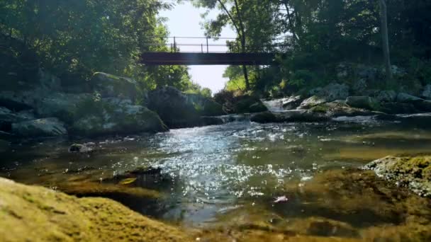 Γέφυρα Πάνω Από Ποτάμι Και Πράσινα Φυτά Την Ηλιόλουστη Μέρα — Αρχείο Βίντεο