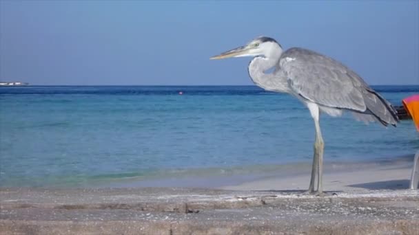 Vista Laterale Del Bellissimo Uccello Grigio Egret Sulla Costa Del — Video Stock