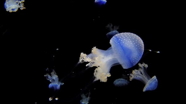 Medusas Rhizostoma Pulmo Sobre Fondo Oscuro — Vídeos de Stock