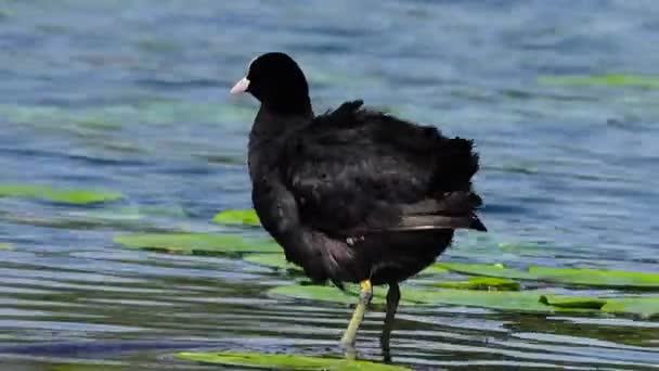 Haubentaucher Птица Озерной Воде Зелеными Листьями — стоковое видео