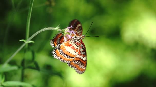 Farfalla Fiore — Video Stock