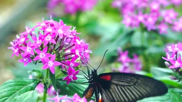 Mariposa Una Flor — Vídeo de stock