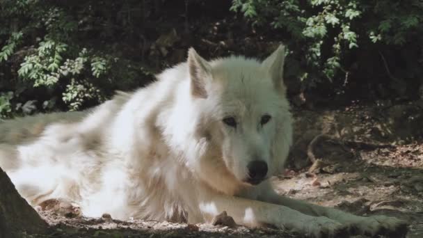 Close Zicht Majestueuze Witte Wolf Liggend Grond Het Wild — Stockvideo
