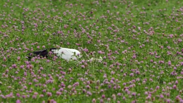 Белый Аист Ciconia Ciconia Поисках Насекомых Траве — стоковое видео