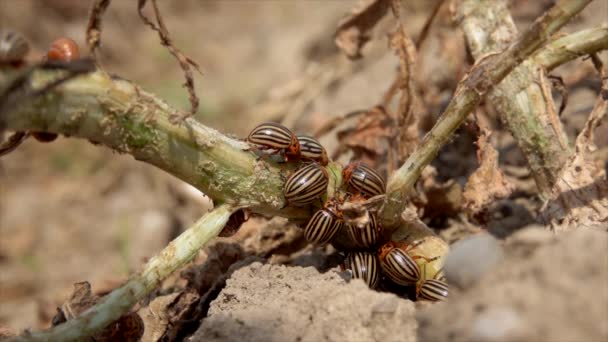 Colorado Aardappelkever Leptinotarsa Decemlineata Een Plantenblad — Stockvideo