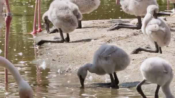 Widok Bliska Urocze Małe Pisklęta Flamingo Dzikiej Przyrody — Wideo stockowe