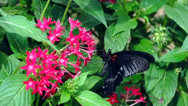 Schmetterling Auf Einer Blume — Stockvideo