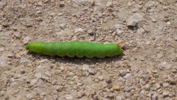 Κοντινή Άποψη Του Πράσινου Agrius Convolvuli Caterpillar Στην Άγρια Ζωή — Αρχείο Βίντεο