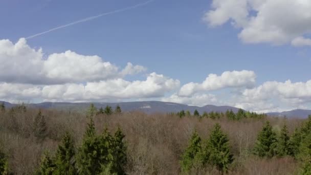 Fantastisk Naturlig Utsikt Över Grön Skog Dagtid — Stockvideo
