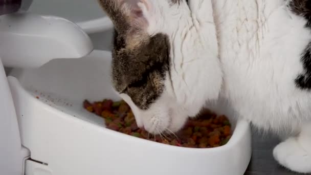 白い鉢から食べる愛らしい国内猫のクローズアップ — ストック動画