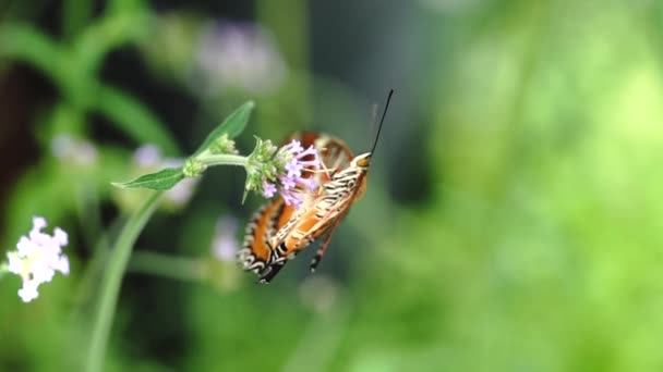 Mariposa Una Flor — Vídeo de stock