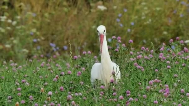Vit Stork Ciconia Ciconia Söka Efter Insekter Gräset Fältet — Stockvideo