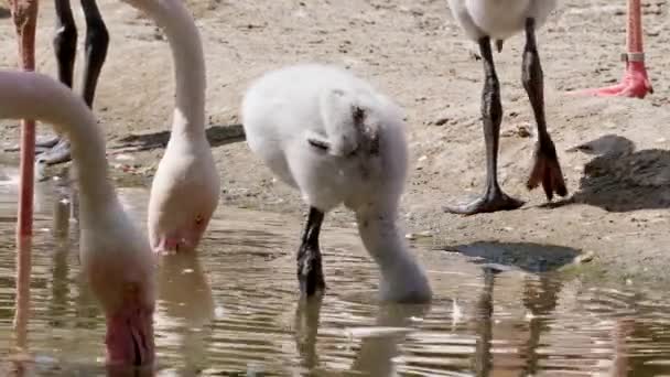 Widok Bliska Urocze Małe Pisklęta Flamingo Dzikiej Przyrody — Wideo stockowe