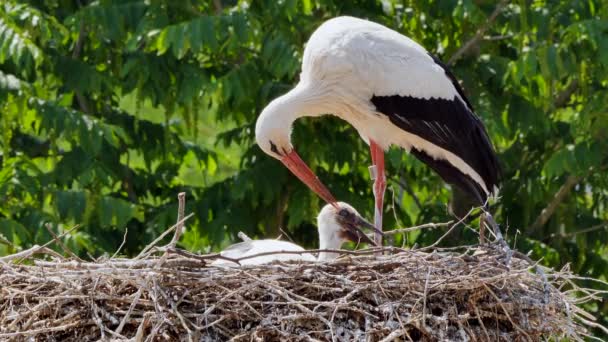Close View Adorable Storks Nest Springtime — Stock Video