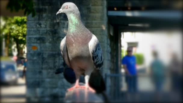 도시의 아름다운 비둘기를 가까이 선택적 — 비디오