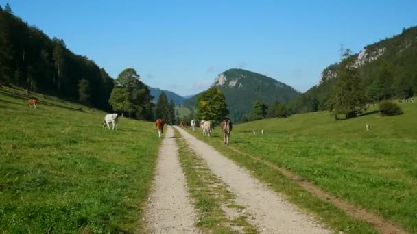 Mandria Vacche Pascolo Estivo Nel Paesaggio Rurale — Video Stock