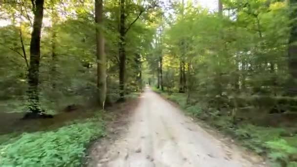 昼間の緑の森の素晴らしい自然景観 — ストック動画