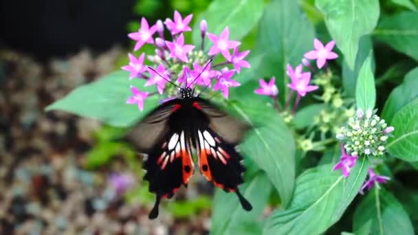 Mariposa Una Flor — Vídeos de Stock