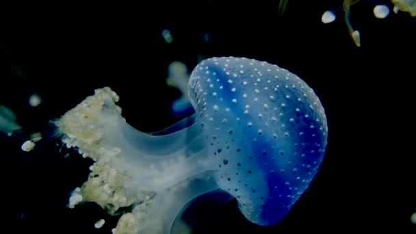 Rhizostoma Pulmo Jellyfish Dark Background — Stock Video