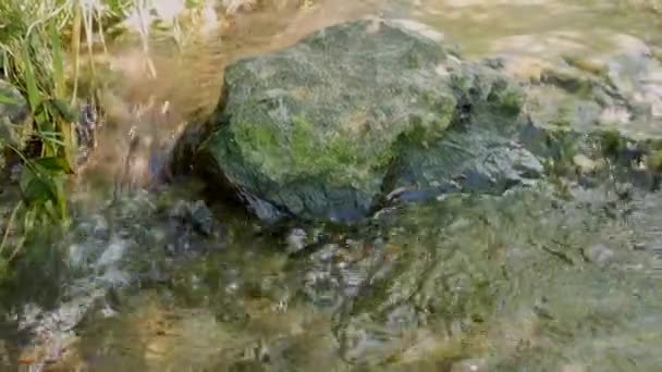Крупный План Красивой Реки Камнями Покрытыми Мхом Текучей Водой Солнечный — стоковое видео