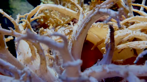 Seeanemone Wackelt Unter Wasser — Stockvideo