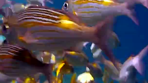Peixes Coloridos Subaquáticos Corais — Vídeo de Stock