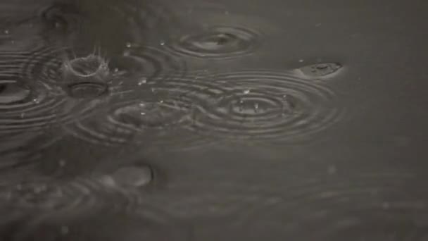 Drops Rain Puddle Close View — Stock Video