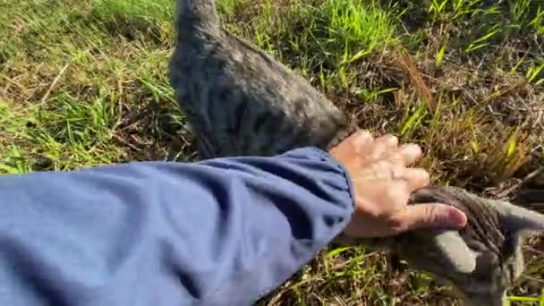 かわいい灰色の猫を屋外で撫でる人のクロップショット — ストック動画