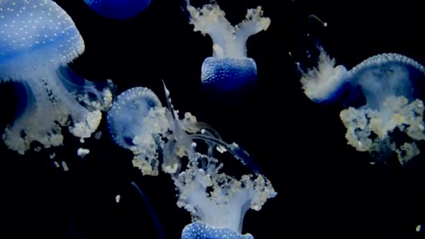 Rhizostoma Pulmo Jellyfish Dark Background — Stock Video