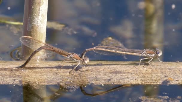 vue rapprochée de la libellule dans son habitat 