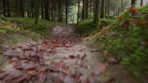 Incredibile Vista Naturale Della Foresta Verde Con Fogliame Lussureggiante — Video Stock
